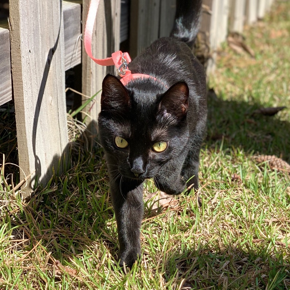 Meet your Posher, Angela